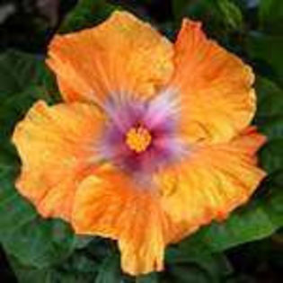 K2q3UfGtPJqK_AblwYGwBw_001 - Poze hibiscusi exotici
