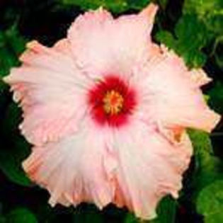 K2q3UfGtPJqK_AblwYGwBwwhp - Poze hibiscusi exotici