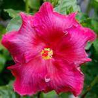 KG-3UeTTNcmJ_gbo6oC4Ag - Poze hibiscusi exotici