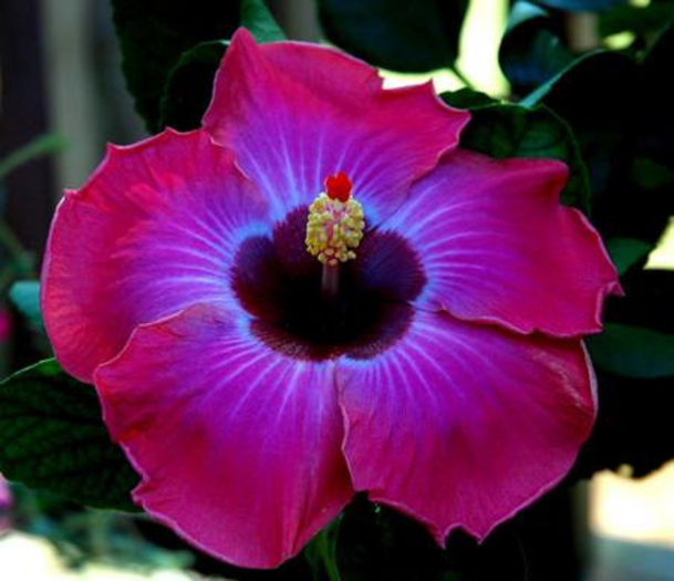 large_hib - Poze hibiscusi exotici