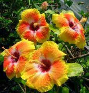 lGe3UcmhJ5C-_gbn9IH4AQ - Poze hibiscusi exotici