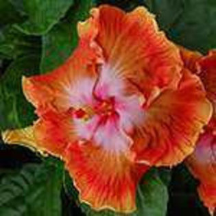 LGm3UcuwJ8bA_gbb0IG4Ag - Poze hibiscusi exotici