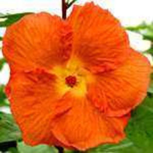 LGm3UcuwJ8bA_gbb0IG4Ag_02 - Poze hibiscusi exotici