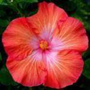 LGm3UcuwJ8bA_gbb0IG4Ag_03 - Poze hibiscusi exotici