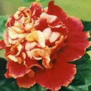 LztdUeCXJcOW1AbFv4GYCw_01 - Poze hibiscusi exotici