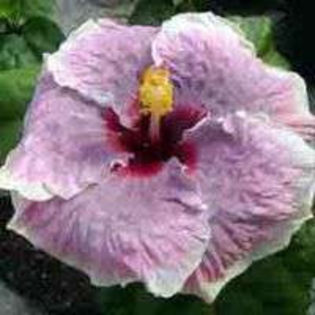 LztdUeCXJcOW1AbFv4GYCwwhp - Poze hibiscusi exotici