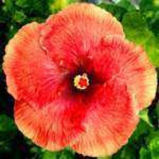 mGq3UbDKLJC__gaMvoCQAg_001 - Poze hibiscusi exotici