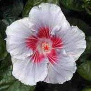 MjVdUZq8O8b_1Qac_oHADQ - Poze hibiscusi exotici