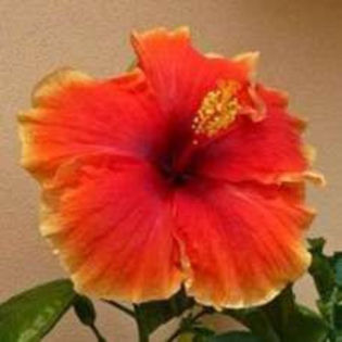 Oz1dUZqANYKp1Abm2YCoDgwhp - Poze hibiscusi exotici