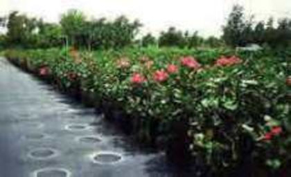 Planta%u0163ie de hibi exotici - Poze hibiscusi exotici