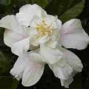 qTRdUcqIBMb_1Qac_oHADQ_01 - Poze hibiscusi exotici