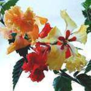 ro-ROei - Poze hibiscusi exotici