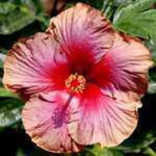 ro-ROei_001 - Poze hibiscusi exotici