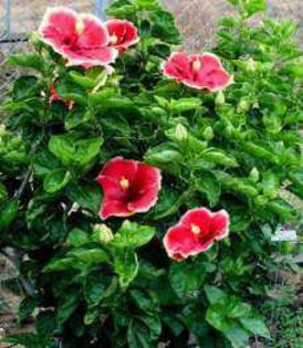 ro-ROei_01 - Poze hibiscusi exotici