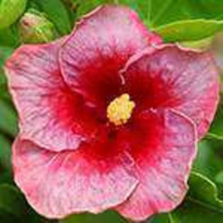 V3C3Uci_IMi5_gb1uYDwCg - Poze hibiscusi exotici