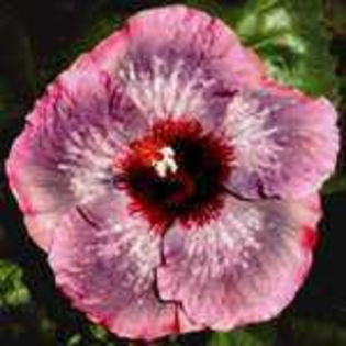 V3C3Uci_IMi5_gb1uYDwCgwhp_001 - Poze hibiscusi exotici