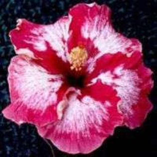 VDhdUfDHDIiH1Ab7t4DgCQ - Poze hibiscusi exotici