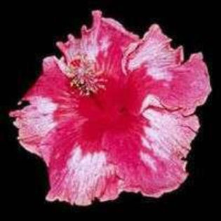 VDhdUfDHDIiH1Ab7t4DgCQ_01 - Poze hibiscusi exotici