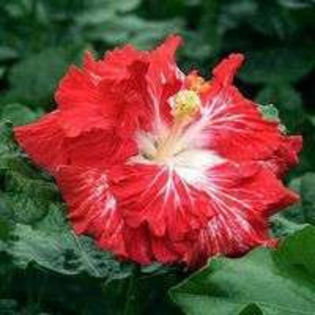 VDhdUfDHDIiH1Ab7t4DgCQ_02 - Poze hibiscusi exotici