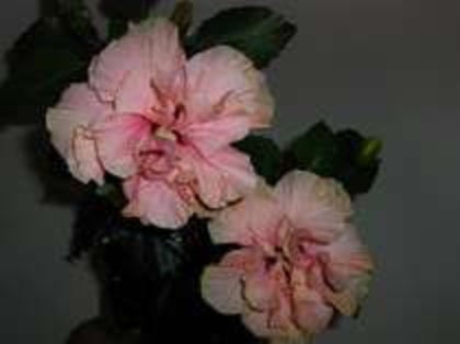 rasberry sorbet - Poze hibiscusi exotici