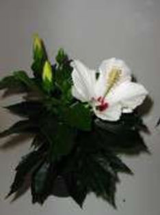cairo whitte - Poze hibiscusi exotici