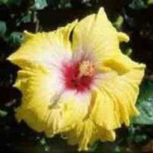 yDldUb-kBMXJ1Abor4DoDgwhp - Poze hibiscusi exotici