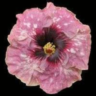 YDldUf_TF8XJ1Abor4DoDg - Poze hibiscusi exotici