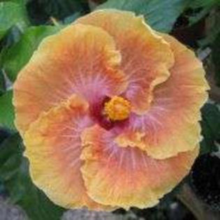 YDldUf_TF8XJ1Abor4DoDg_01 - Poze hibiscusi exotici