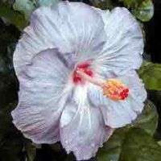 yz1dUfrDMIKw1gbc6ID4Cwwhp - Poze hibiscusi exotici
