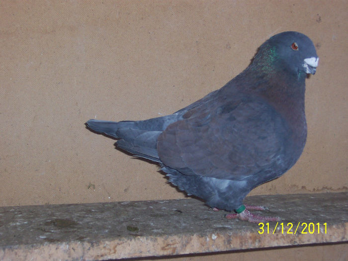 M-07-H 7959 - m---PORUMBEI VANDUTI