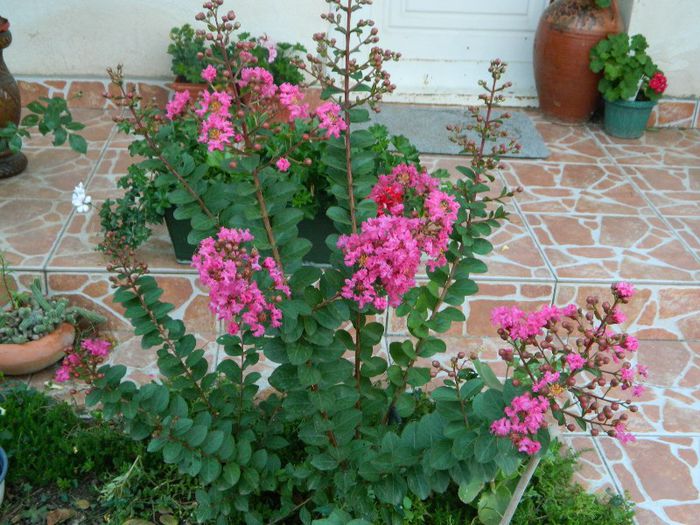 Lagestroemia in plina  floare