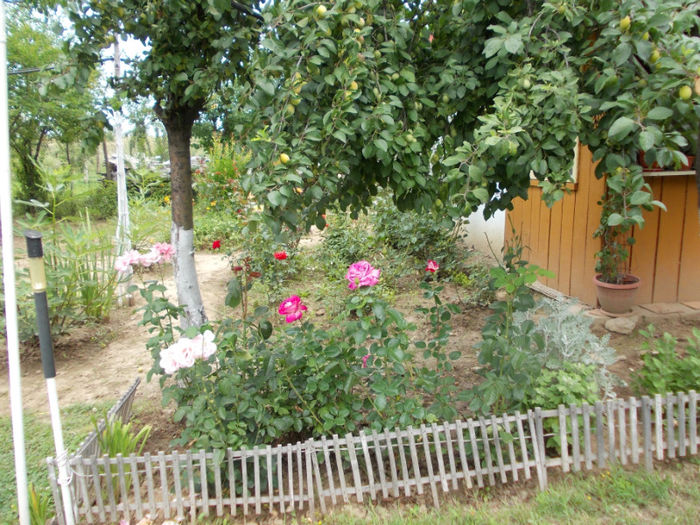 Picture 343; prune si trandafiri
