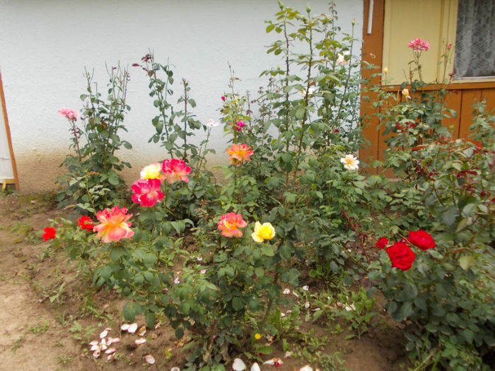 Picture 346; alt "sarut de foc" si cabana
