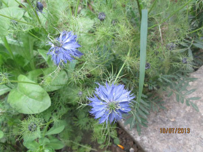 IMG_0780 - Geoagiu Bai