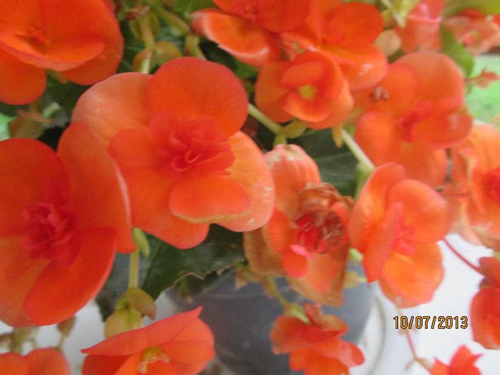 IMG_0777 - Geoagiu Bai