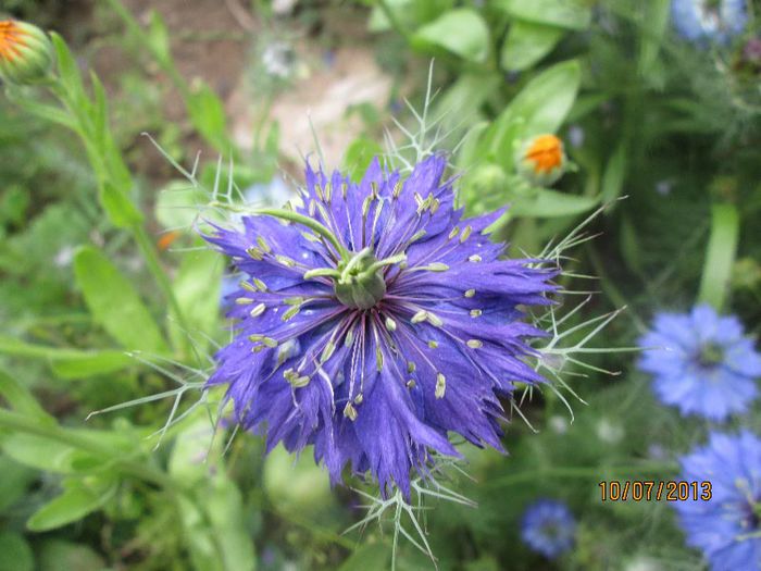 IMG_0743 - Geoagiu Bai