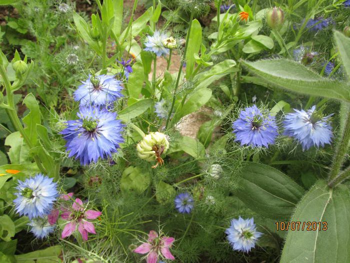 IMG_0742 - Geoagiu Bai