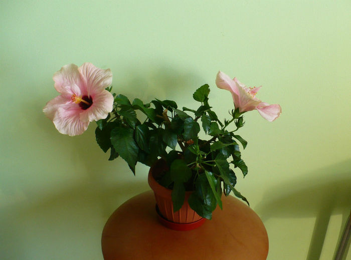 10 iulie - hibiscusi 2013