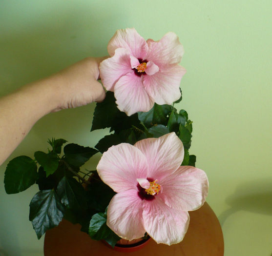 P1460080 - hibiscusi 2013