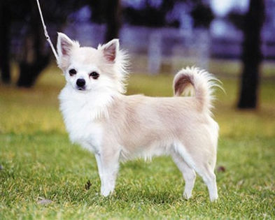 Chihuahua long hair2