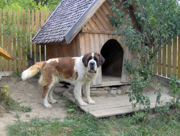 saint_bernard_005 - z-Saint Bernard