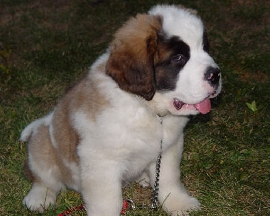 5d6aced4c350baaf427668d35b1fea13 - z-Saint Bernard