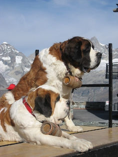 b748ca14128910599c1ee1c797f6ab4b - z-Saint Bernard