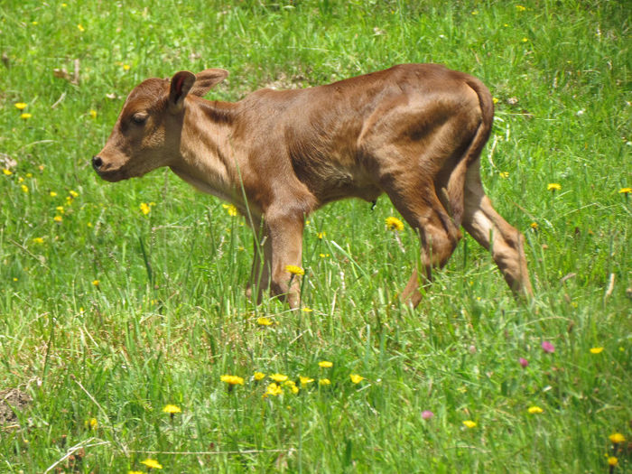 IMG_3406 - Vara-Toamna in Austria-Tirol