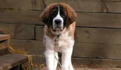 images - z-Saint Bernard