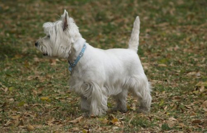 westie_1 - z-Westie