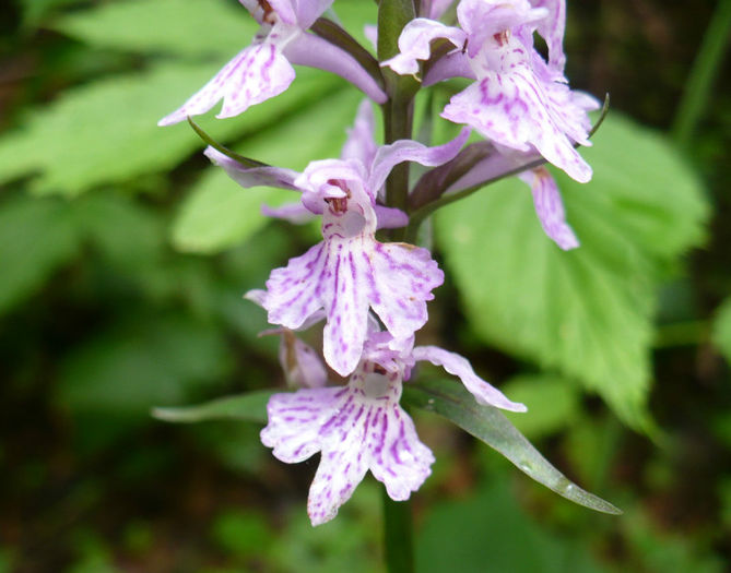 Dactylorhiza fuchsii - Predeal iulie 2013