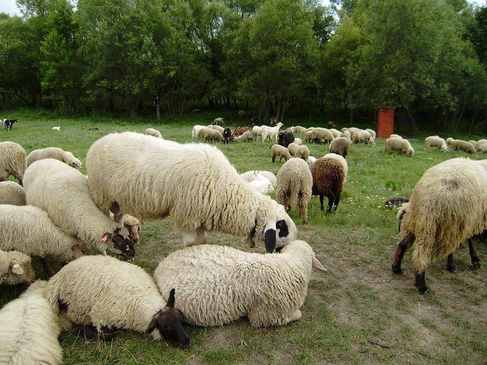 berbec brillenschaf