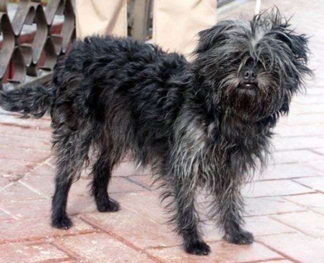 caine-affenpinscher - z-Affenpinscher