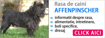 despre_caini_affenpinscher - z-Affenpinscher